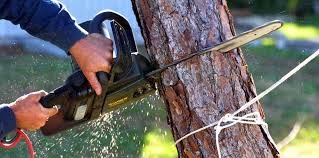 Best Tree Risk Assessment  in University Of Virginia, VA