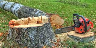 Best Arborist Consultation Services  in University Of Virginia, VA