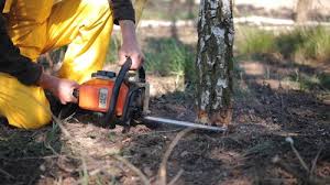 Leaf Removal in University Of Virginia, VA