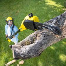 Best Lawn Grading and Leveling  in University Of Virginia, VA