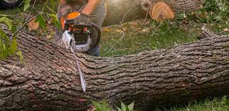 Best Lawn Renovation and Restoration  in University Of Virginia, VA