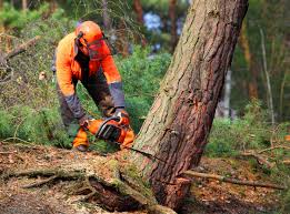  University Of Virginia, VA Tree Services Pros