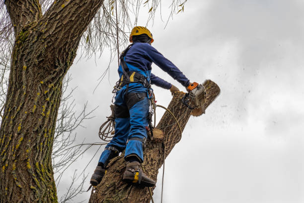 How Our Tree Care Process Works  in  University Of Virginia, VA