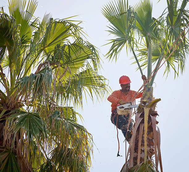 Trusted University Of Virginia, VA Tree Services Experts