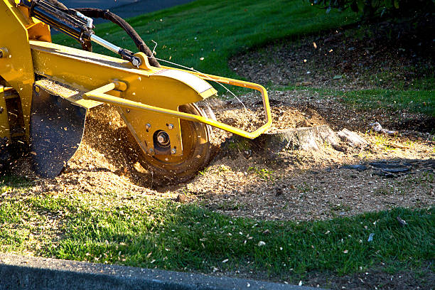 Best Sod Installation  in University Of Virginia, VA
