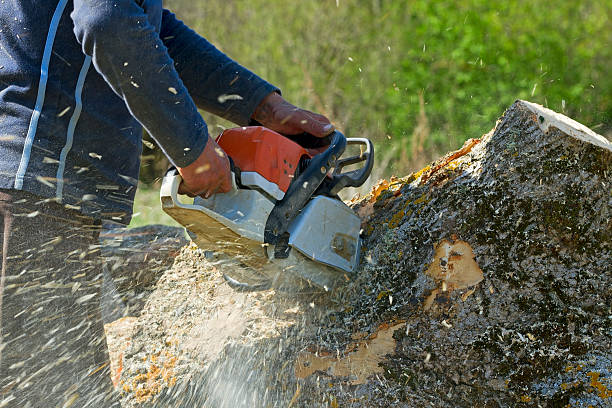 Best Aeration Services  in University Of Virginia, VA