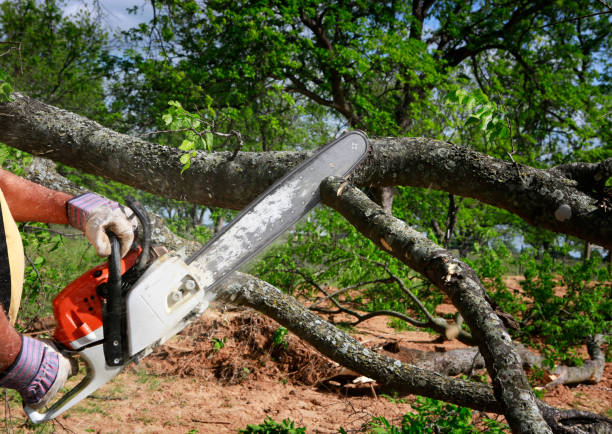 Best Palm Tree Trimming  in University Of Virginia, VA